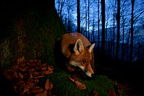 Red fox (Vulpes vulpes) at base of tree trunk in the Black Forest, Germany, Winner of Fritz Polking portfolio prize , GDT 2011 competition