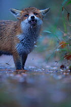 Red fox (Vulpes vulpes) drinking from standing water in the Black Forest, Germany, Winner of Fritz Polking portfolio prize , GDT 2011 competition