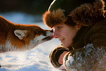 Red fox (Vulpes vulpes) licking the nose of a woman, Germany, Winner of Fritz Polking portfolio prize , GDT 2011 competition, model released