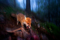 Red fox (Vulpes vulpes) running through woodland in the rain, Black Forest, Germany, Winner of Fritz Polking portfolio prize , GDT 2011 competition