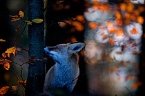 Red fox (Vulpes vulpes) sniffing beech tree trunk, Black Forest, Germany, Winner of Fritz Polking portfolio prize, GDT 2011 competition