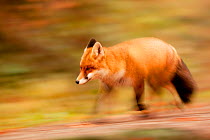 Red fox (Vulpes vulpes) running, Black Forest, Germany, Winner of Fritz Polking portfolio prize , GDT 2011 competition