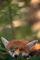 Red fox (Vulpes vulpes) resting in woodland, sleeping, Black Forest, Germany, Winner of Fritz Polking portfolio prize , GDT 2011 competition