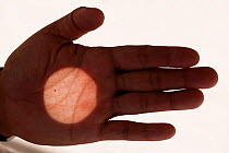 Transit of the planet Venus acros the Sun, projected onto hand, Cairns, North Queensland, Australia, 11:41 local time, 6 June 2012.