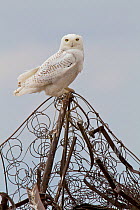 Snowy owl (Bubo scandiacus) perched on discarded mattress frame during spring northern migration, Canadian prairies, Saskatchewan, Canada, January