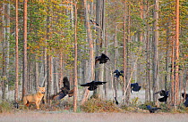 Eurasian / Grey wolf (Canis lupus) watching flying flock of Common raven (Corvus corax) Kuhmo, Finland. September.