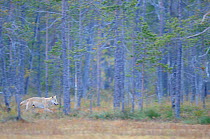 Eurasian / Grey wolf (Canis lupus) running through forest, Kuhmo, Finland. September.