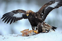 Golden eagle (Aquila chrysaetos) close up in snow with Red fox (Vulpes vulpes). Photographed at a wildlife watching facility, the fox was shot by local hunters as a standard wildlife management practi...