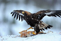 Golden eagle (Aquila chrysaetos) close up in snow with Red fox (Vulpes vulpes). Photographed at a wildlife watching facility, the fox was shot by local hunters as a standard wildlife management practi...