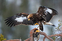 Golden eagle (Aquila chrysaetos) perched on brance with prey, Flatanger, Norway.