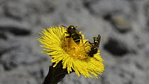 Two Common wasps (Vespula vulgaris) landing on Coltsfoot (Tussilago farfara) flower and feeding, Dorset, England, UK, April