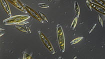 Microscope footage of photosynthetic diatoms moving by cilliate action.