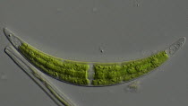 Diatom (Closterium) with chlorophyll (green pigmentation) and mineral granules at tips moving through Brownian motion.