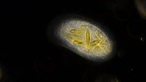 Predatory protozoa moving through cilliate action. The protozoan has consumed photosynthetic diatoms, visible within the cell.