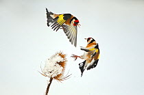 Two Goldfinches (Carduelis carduelis) squabbling over Common teasel (Dipsacus fullonum) seeds in winter, Hope Farm RSPB reserve, Cambridgeshire, England, UK, February. 2020VISION Exhibition.