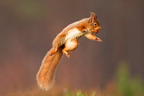 Red squirrel (Sciurus vulgaris) jumping, holding a nut in its mouth, Cairngorms National Park, Scotland, UK, March. Did you know? Red squirrels weigh half as much as grey squirrels.