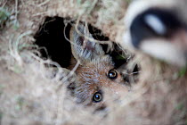 Young Red Fox (Vulpes vulpes) peering from its hole in he ground. Black Forest, Germany, April.