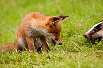 Young Red Fox (Vulpes vulpes) looking at young badger. Black Forest, Germany, June.