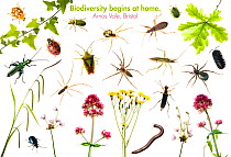 Composite of insects, arachnids and plants found on the Arnos Vale BioBlitz, Bristol, UK, June 2012 meetyourneighbours.net project.  Orange ladybird (Halyzia sedecimguttata), Ivy (Hedera helix), Green...