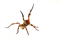 Wolf spider (Lycosa erythrognatha) defensive behaviour, urban, Sorocaba, Sao Paulo, Brazil, April.  meetyourneighbours.net project