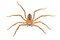 Spider (Selenops sp) Piedade, Sao Paulo, Brazil, Tropical rainforest, May.  meetyourneighbours.net project
