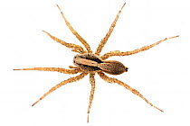 Wolf spider (Lycosa langei) from tropical rainforest, Sao Miguel Arcanjo, Sao Paulo, Brazil, April.  meetyourneighbours.net project