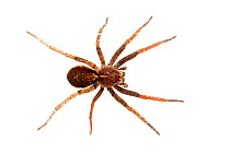 Wandering spider (Ctenidae) from tropical rainforest, Sao Miguel Arcanjo, Sao Paulo, Brazil, June.  meetyourneighbours.net project