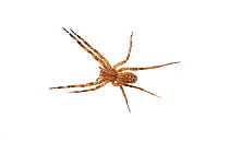 Brazilian wandering spider (Phoneutria nigriventer), juvenile, from tropical rainforest, Sao Miguel, Arcanjo, Sao Paulo, Brazil, June.  meetyourneighbours.net project