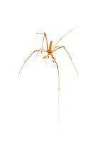 Long jawed orb weaver spider (Tetragnathidae) from tropical rainforest, Sao Miguel Arcanjo, Sao Paulo, Brazil, March.  meetyourneighbours.net project