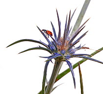 Blue devil (Eryngium ovinum) with Ladybird, Illawarra forest, Victoria, Australia, December. Grows commonly along the sides of roads where it is often mistaken for a thistle. meetyourneighbours.net pr...