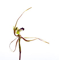Mantis Orchid (Caladenia tentaculata) Pipeline Track, Grampians, Victoria, Australia, October. This group of 'spider' orchids may be a complex of several taxa. There is considerable variation in what...