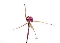 McCanns spider orchid (Caladenia sp aff. reticulata)Wimmera, Victoria, Australia, September. meetyourneighbours.net project