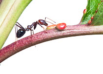 Meat ant (Iridomyrmex purpureus) harvesting nectar from non floral nectaries on a cherry tree, Wimmera, Victoria, Australia, February. meetyourneighbours.net project