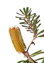 Silver Banksia (Banksia marginata) flower, near Pomonal, Wimmera, Victoria, Australia, February. meetyourneighbours.net project