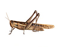 Spur throated locust (Austracris guttulosa) a large grasshopper about 55mm, when swarming they are one of Australia's major agricultural pests, Victoria, Australia, March. meetyourneighbours.net proje...