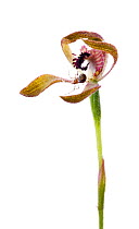 Western Bronze caladenia orchid (Caladenia iridescens) with spider's web preventing the flower from opening normally, Mount Zero, Grampians, Victoria, Australia, October  . meetyourneighbours.net proj...