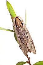 Wood moth (Endoxyla lituratus)  from garden, Stawell, Victoria, Australia, December. meetyourneighbours.net project