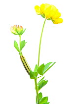 Bird's-foot trefoil (Lotus corniculatus) in flower with caterpillar larva of Five-spot burnet moth (Zygaena trifolii), meadowland, Osilnica, Slovenia, Europe, May. meetyourneighbours.net project