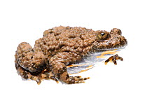Yellow-bellied toad (Bombina variegata) woodland, Kocevje,  Slovenia, Europe, April. meetyourneighbours.net project