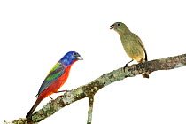 Painted bunting (Passerina ciris) pair perched, male on left, female on right, Homestead, Florida, USA, March . meetyourneighbours.net project