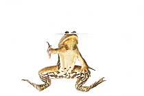 Pig frog (Rana grylio) Big Cypress National Preserve, Florida, USA, April . meetyourneighbours.net project