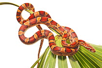 Red rat snake / Corn snake (Elaphe / Pantherophis guttatus guttatus) coiled on palmetto, Everglades National Park, Florida, USA, April. meetyourneighbours.net project