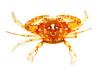 Sargassum crab (Portunus sayi) Biscayne National Park, Florida, USA, April. meetyourneighbours.net project