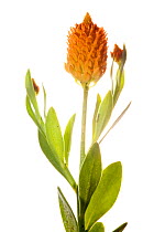 Orange milkwort (Polygala lutea) Alachua County, Florida, USA, April. meetyourneighbours.net project