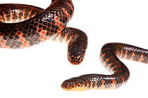 Eastern mud snake (Farancia abacura abacura) two snakes, Everglades National Park, Florida, USA, May. meetyourneighbours.net project