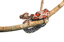Red Rat / Corn snake (Pantherophis guttatus guttatus) Everglades National Park, Florida, USA, May . meetyourneighbours.net project