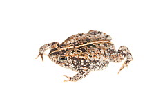 Oak toad (Bufo / Anaxyrus quercicus) Glades County, Florida, USA, May. meetyourneighbours.net project