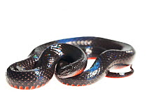 Southern swamp snake (Seminatrix pygaea cyclas) Hendry County, Florida, USA, May. meetyourneighbours.net project
