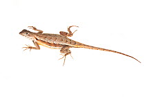 Florida scrub lizard (Sceloporus woodi) female, Lake Wales Ridge, Highlands County, Florida, USA, May . meetyourneighbours.net project