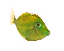 Fringed filefish (Monacanthus ciliatus) Florida, USA, November. meetyourneighbours.net project